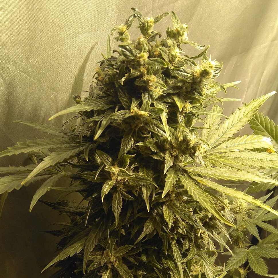 Семена марихуаны  Point of No Return x Lowryder (Point) regular Ganja Seeds