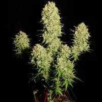 Auto Chronic feminised Ganja Seeds