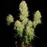Auto Chronic feminised Ganja Seeds