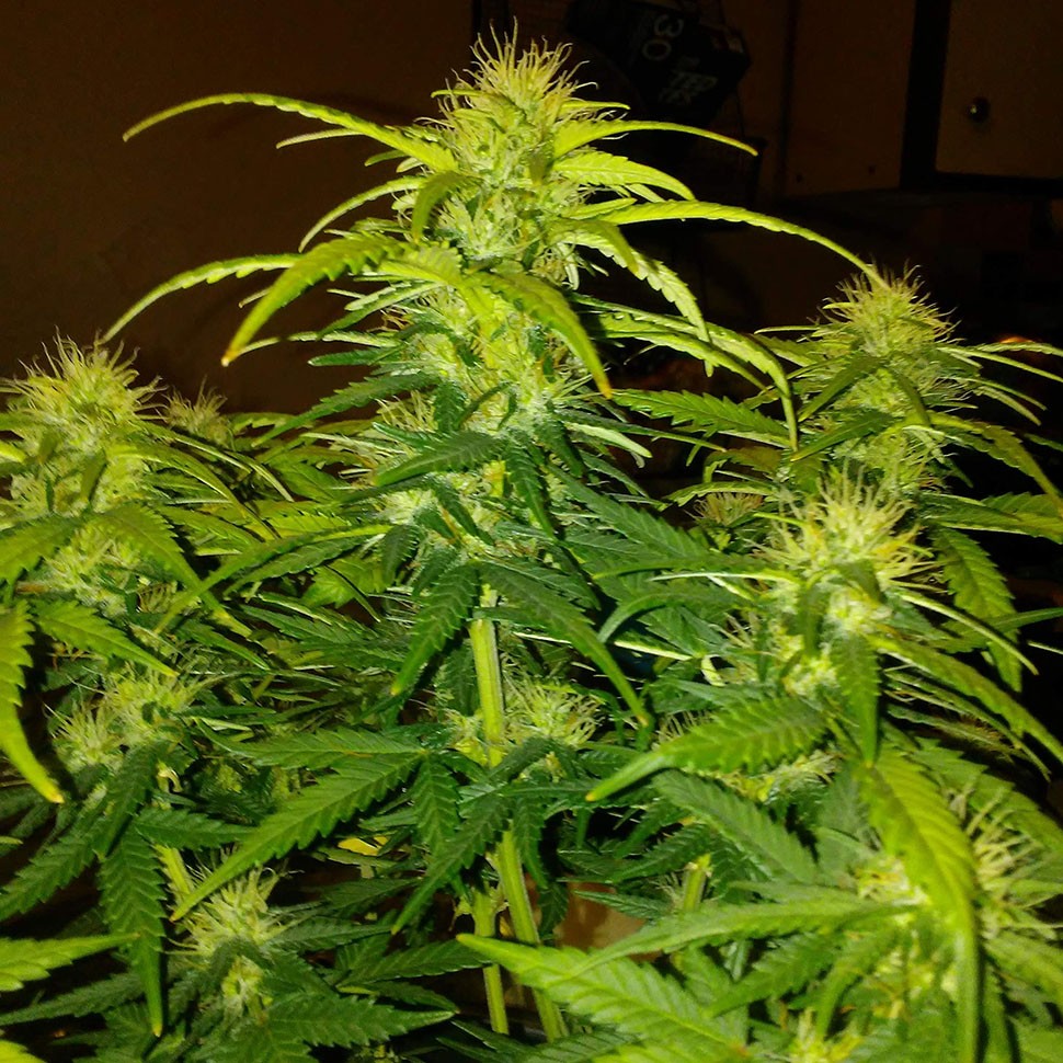 Семена каннабиса  White Widow CBD feminised Ganja Seeds