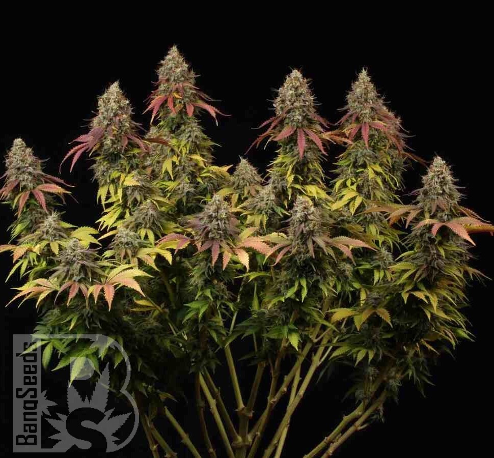 Семена каннабиса  White Widow CBD feminised Ganja Seeds