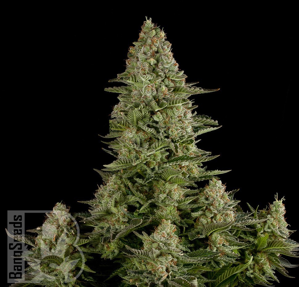Семена каннабиса  White Widow CBD feminised Ganja Seeds