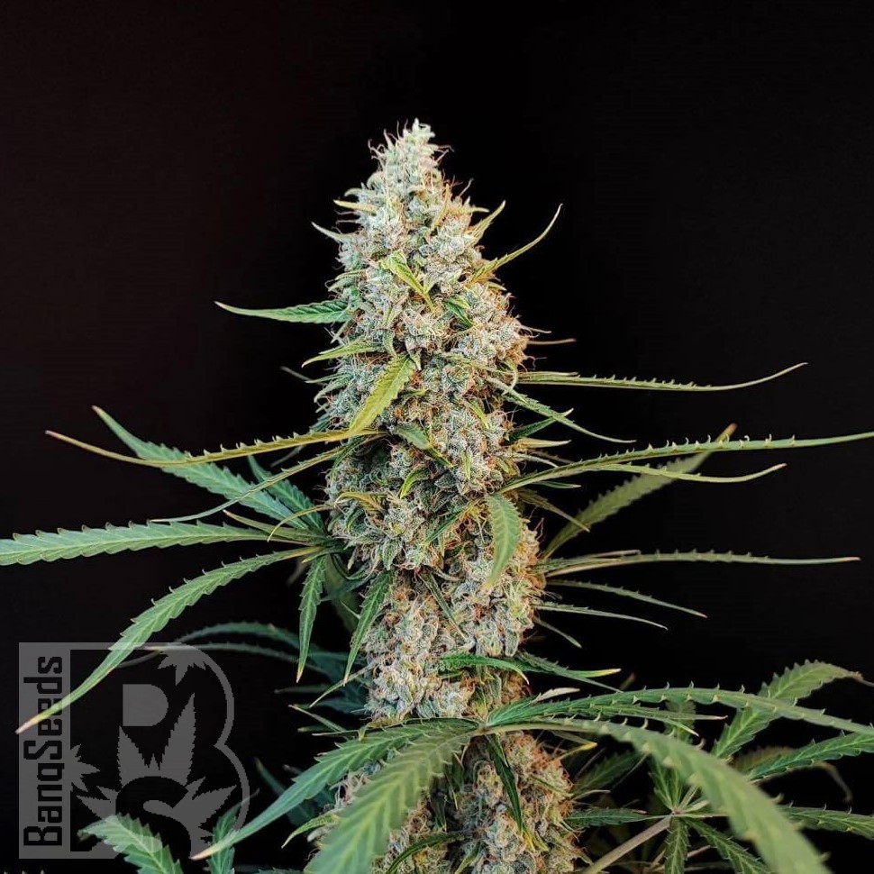 Семена каннабиса  White Widow CBD feminised Ganja Seeds