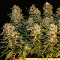 Auto Karatal feminised Bang Seeds