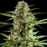 Семена марихуаны  Auto Karatal feminised Bang Seeds