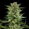 Семена марихуаны  Auto Karatal feminised Bang Seeds