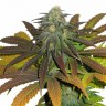 Семена  Euforia feminised Ganja Seeds