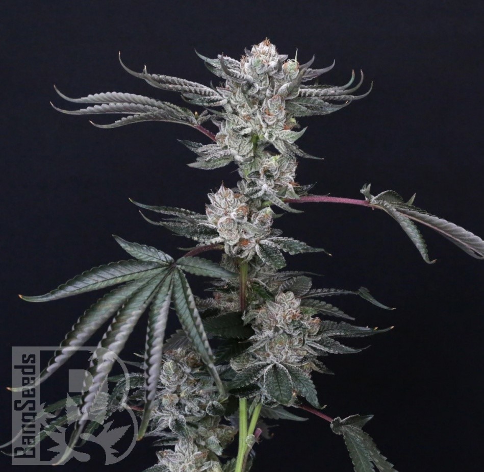 Семена  Euforia feminised Ganja Seeds