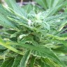 семена конопли гидропоники Auto New York City feminised семена конопли гидропоники Auto New York City feminised