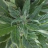 семена конопли дешево Auto New York City feminised семена конопли дешево Auto New York City feminised