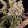 проращивание семян конопли Runtz Muffin feminised Ganja Seeds