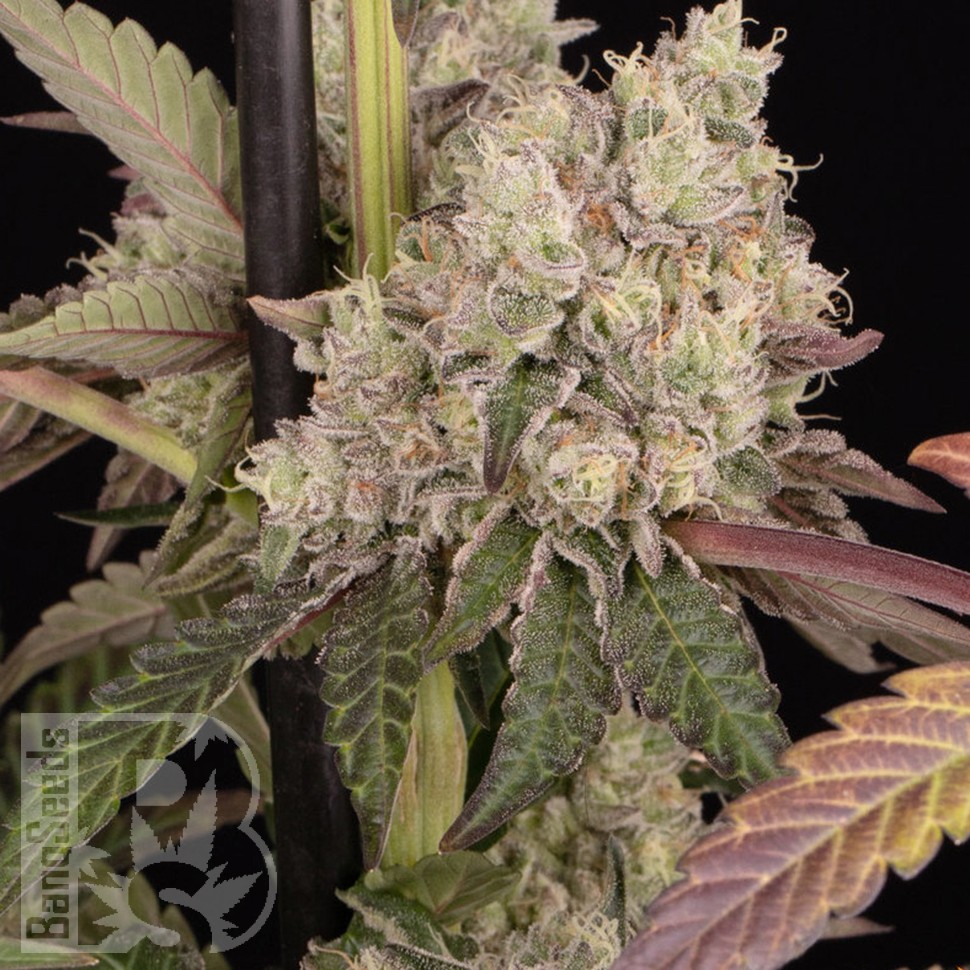 Семена марихуаны  Runtz Muffin feminised Ganja Seeds