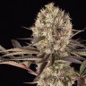 феминизированные семена конопли Runtz Muffin feminised Ganja Seeds