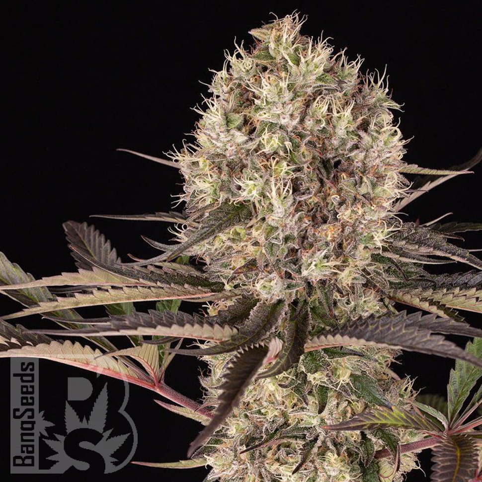 феминизированные семена конопли Runtz Muffin feminised Ganja Seeds