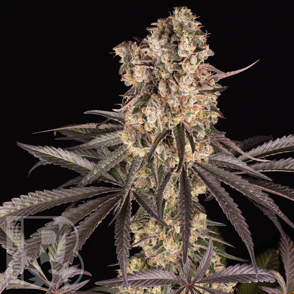 сортовые семена конопли Runtz Muffin feminised Ganja Seeds
