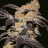 Семена конопли  Chemdog regular Ganja Seeds