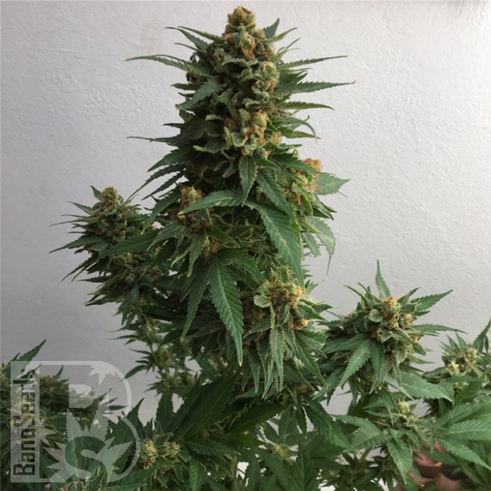 Семена ганжа  Sweet Cheese feminised Ganja Seeds