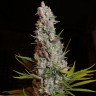 семена конопли польза и вред Sweet Cheese feminised Ganja Seeds