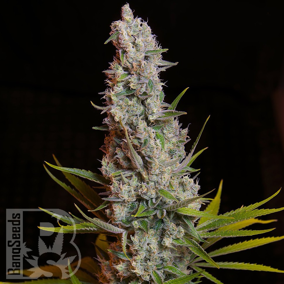 семена конопли польза и вред Sweet Cheese feminised Ganja Seeds