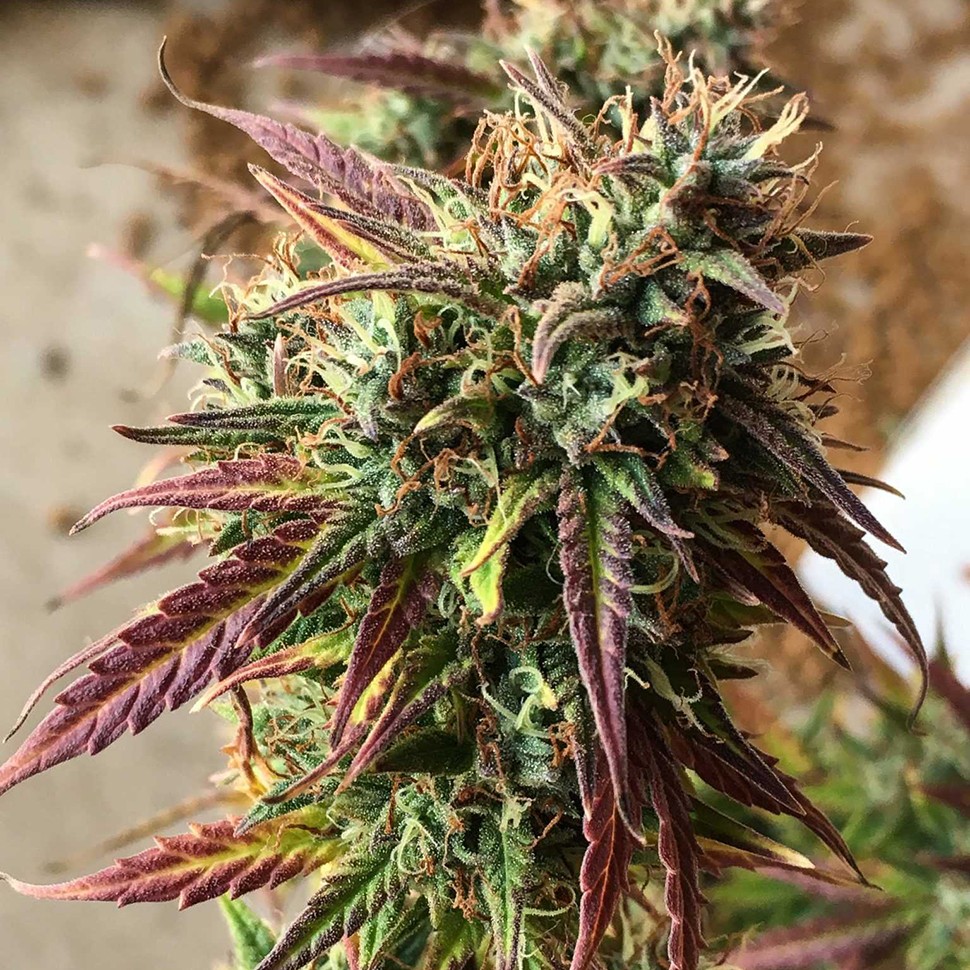 Семена конопли  Auto Cookies feminised Ganja Seeds