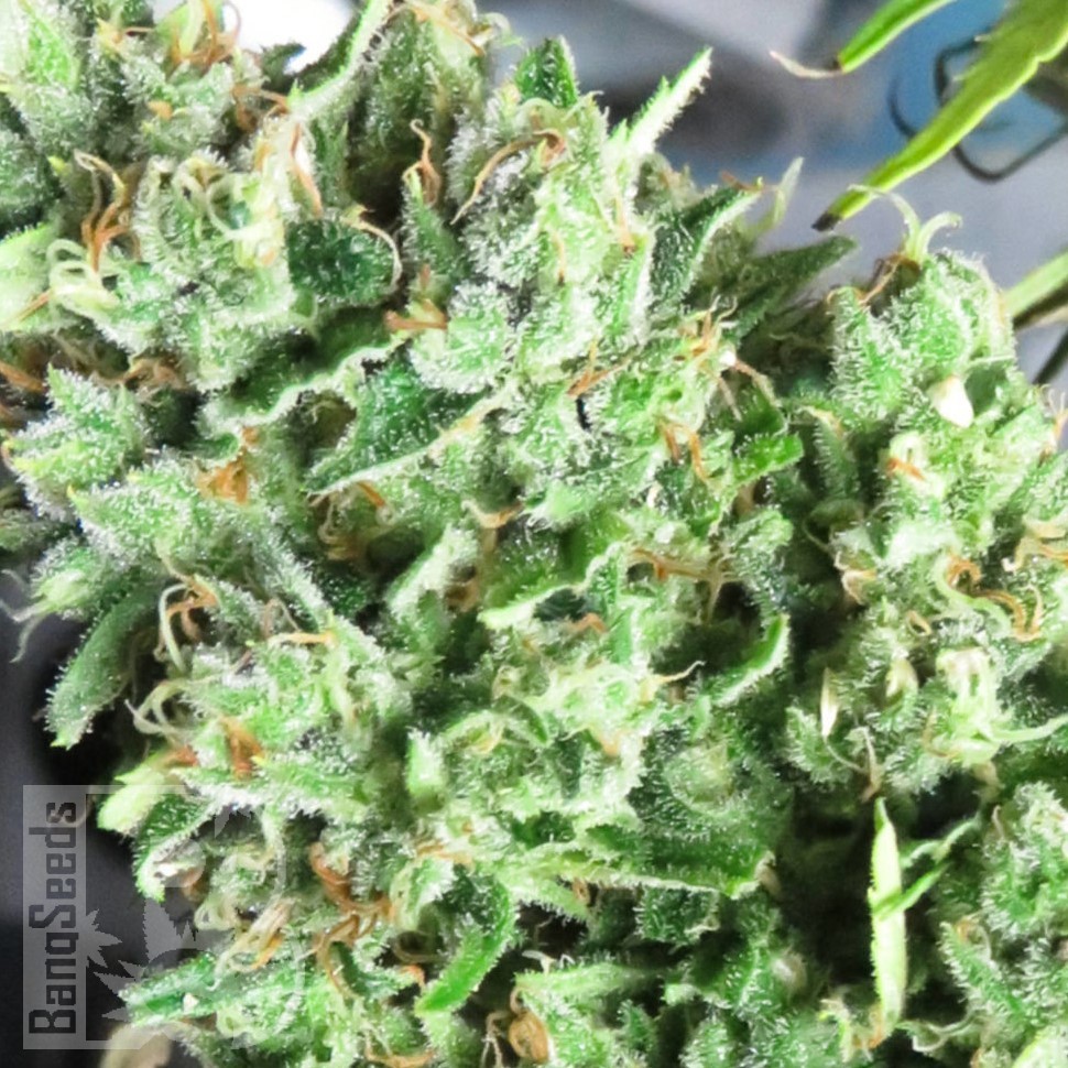 Семена марихуаны  Mango Haze CBD feminised Ganja Seeds