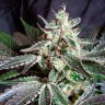 Black Jack feminised Fast Version Ganja Seeds