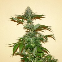 Auto Nirvana Sky feminised Ganja Seeds