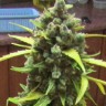 Семена  Auto Cinderella feminised Ganja Seeds