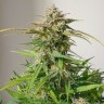 Семена  Auto Cinderella feminised Ganja Seeds
