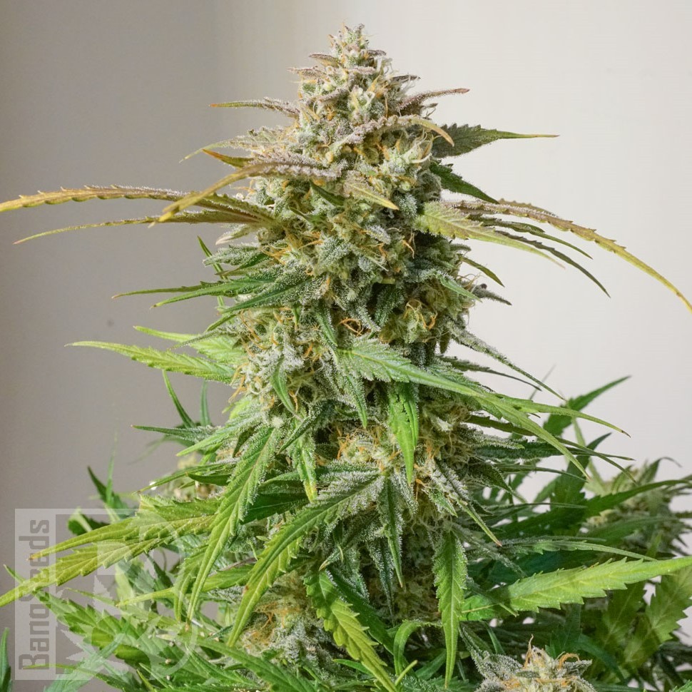 Семена  Auto Cinderella feminised Ganja Seeds