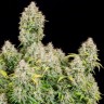 Семена  Auto Cinderella feminised Ganja Seeds