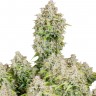 Семена  Auto Cinderella feminised Ganja Seeds