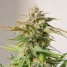 Семена  Auto Cinderella feminised Ganja Seeds