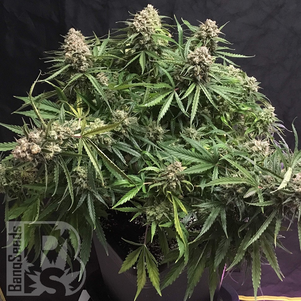 Семена  Auto Cinderella feminised Ganja Seeds