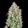 Семена  Auto Cinderella feminised Ganja Seeds