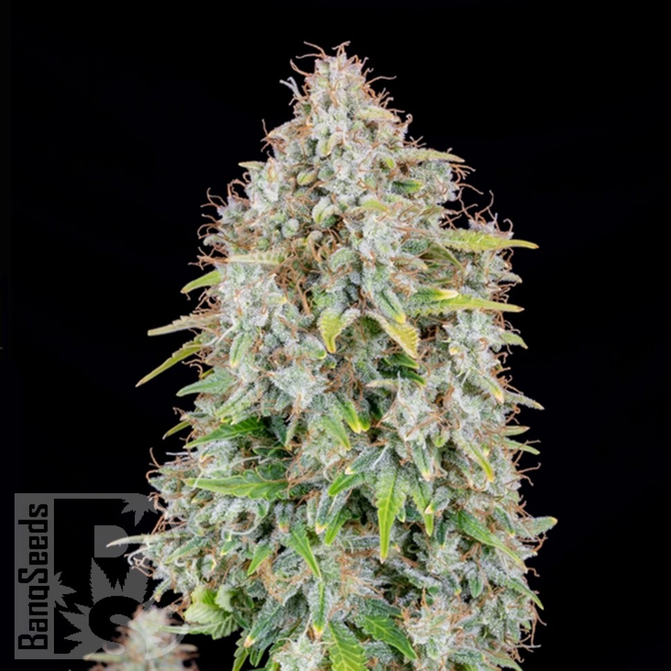 Семена  Auto Cinderella feminised Ganja Seeds