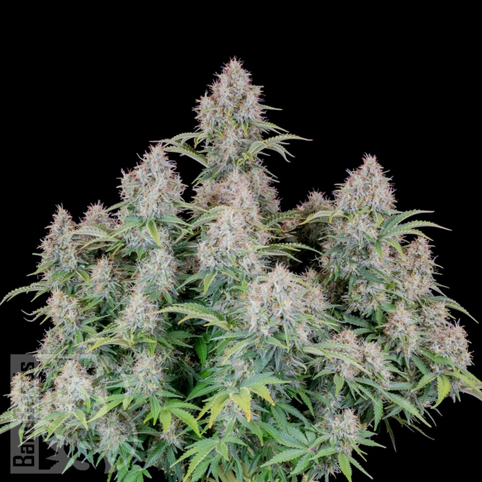 Семена  Auto Cinderella feminised Ganja Seeds