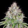 Семена  Auto Cinderella feminised Ganja Seeds