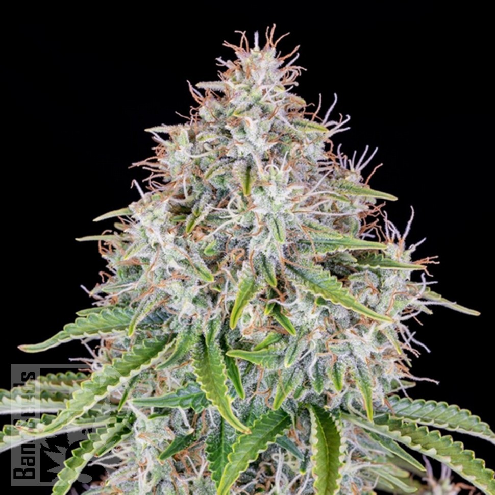 Семена  Auto Cinderella feminised Ganja Seeds
