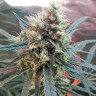 купить семена конопли недорого Amnesia feminised