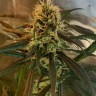 купить урожайные семена конопли Amnesia feminised