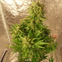 Auto Easy Ryder regular Ganja Seeds