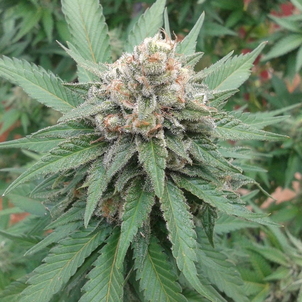 купить семена конопли интернет магазин Lemon Skunk feminised