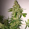 купить семена конопли для выращивания Lemon Skunk feminised