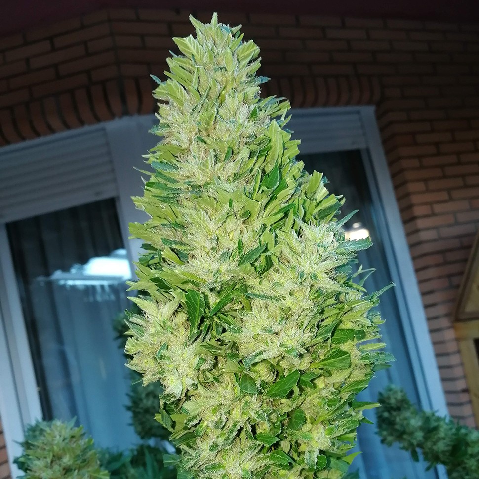 Семена марихуаны  Auto Black Domina feminised Ganja Seeds
