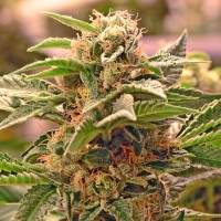 Auto Manti feminised Bang Seeds