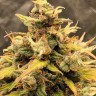 Семена конопли  Auto Manti feminised Bang Seeds