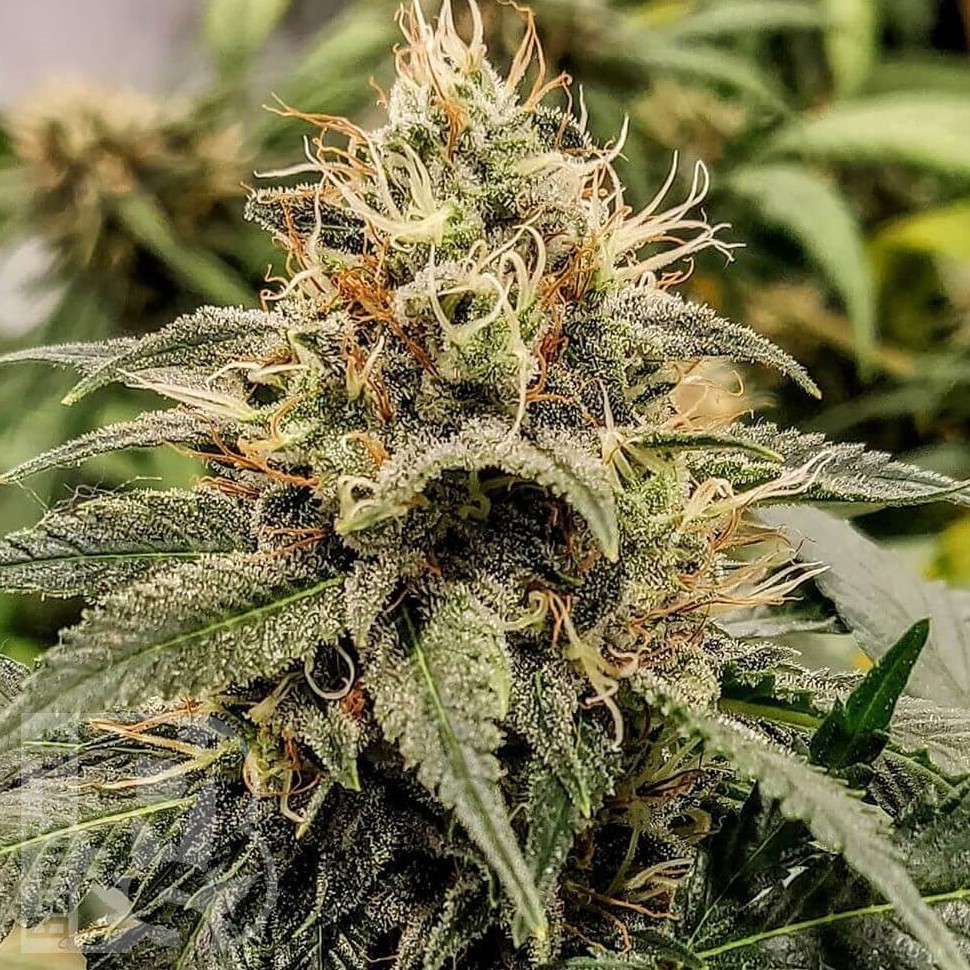 Семена конопли  Auto Manti feminised Bang Seeds
