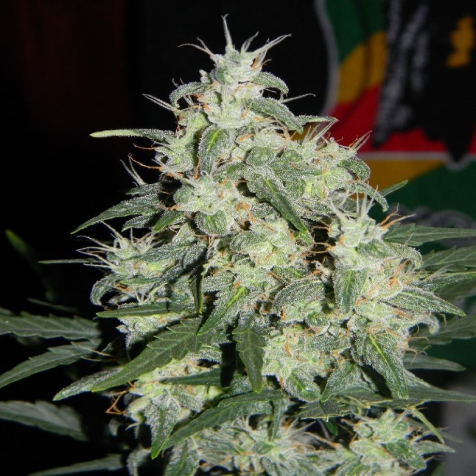 Семена  Auto Little Russian feminised Ganja Seeds