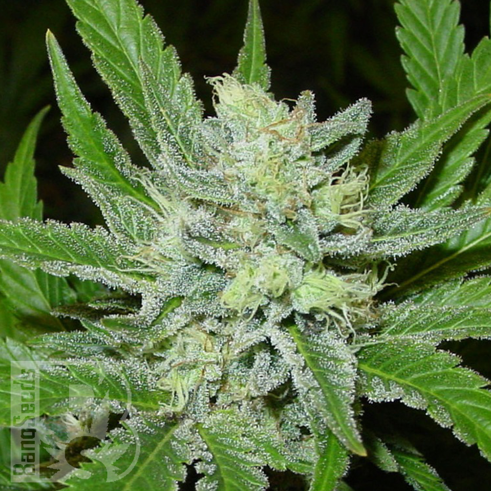 Семена ганжа  Auto Northern Blue feminised Ganja Seeds